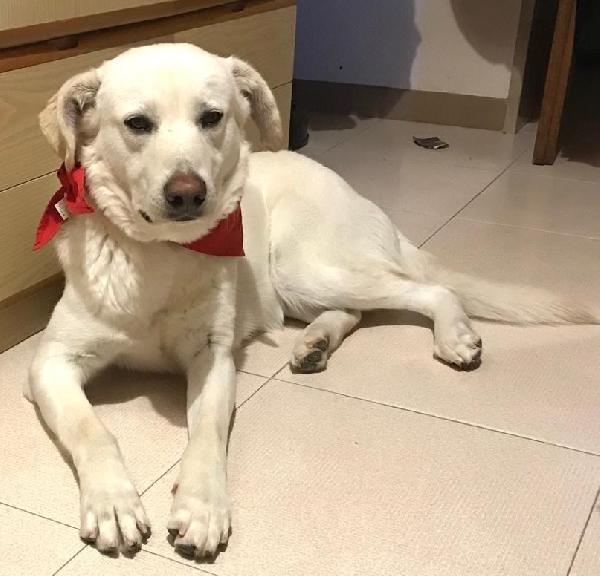 Orio nato a febbraio '22 - Adozione del Cuore Foto 2